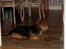 Australsk terrier Olfert (DØD)
