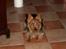 Australsk terrier Olfert (DØD)
