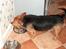 Australsk terrier Olfert (DØD) - Mums! Jeg elsker mad!