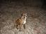 Blanding af racer Oscar  R.I.P.