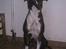 Blanding af racer Oscar  R.I.P. - Mor - Amerikansk Bulldog