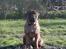 Blanding af racer Oscar  R.I.P. - Far - Bullmastiff