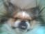 Pekingeser Danger - Savner dig!! 2004 - 2010 - Ligger på gulvet og hygger