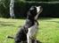 Engelsk springer spaniel Mirocchi (Louis) - Gået bort - Nøøøøøøøøøøøøøj !!!!!!!!!!!!!!!!!! <´3