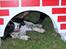 Engelsk springer spaniel Mirocchi (Louis) - Gået bort - Louis der ligger under et spring, efter han har været ude og gå i vandgraven :b <´3