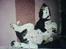 Engelsk springer spaniel Mirocchi (Louis) - Gået bort - Hiih <´3 Sådanne lå Louis meget tit da han var mindre :D (undskyld den dårlige kvalitet. det er taget med en mobil) 