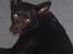 Australsk kelpie Pomba