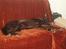 Australsk kelpie Pomba