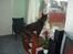 Australsk kelpie Pomba - sådan holder jeg kattene væk fra min have
