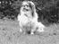 Pekingeser Danger - Savner dig!! 2004 - 2010