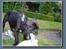 Fransk bulldog Shorty R.I.P. - Det er MIT torv... MIT siger jeg!!!
