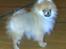 Pomeranian Tops'y Pax - R.I.P. - Pax Som Hvalp Til sit første stævne. Tog hjem med en første plads..