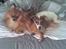 Pomeranian Tops'y Pax - R.I.P. - Pax og han´s nye lege kammerrat Kenzo