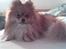 Pomeranian Tops'y Pax - R.I.P. - Pax Vågnet fra sin søvn..