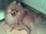 Pomeranian Tops'y Pax - R.I.P. - Også et hvor han gaber.