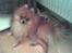 Pomeranian Tops'y Pax - R.I.P. - Lidt friskere.. :)