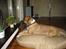 Amerikansk bulldog Tess - huset bedste vindues plads