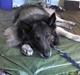 Belgisk hyrdehund Baloo