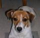 Jack russell terrier Idefex