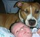 Amerikansk staffordshire terrier Aurum