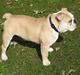 Engelsk bulldog master