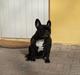 Fransk bulldog gizmo ( Død den 29/07-10)