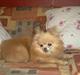 Pomeranian Debbi *Død d. 26/8 2004*