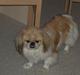 Pekingeser Tin Tin