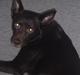 Australsk kelpie Pomba