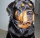 Rottweiler Rolf