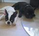 Fransk bulldog Trold og Trunte