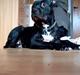 Amerikansk staffordshire terrier zizka "bubs" 