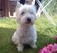 West highland white terrier Luna