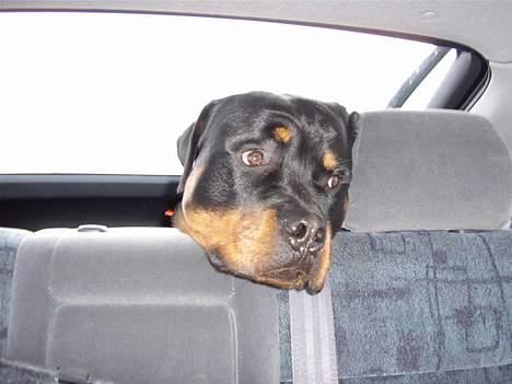 Rottweiler Tucker - Køretur (Lidt ked) billede 17