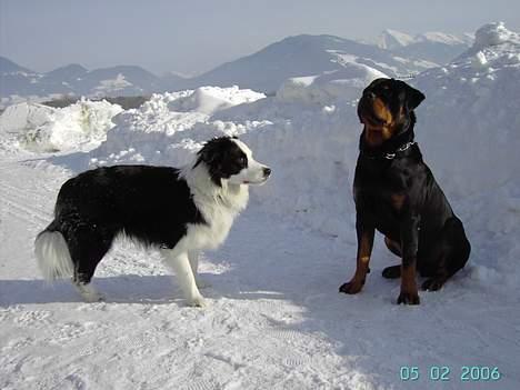 Rottweiler Tucker - Jeg er konge! billede 18