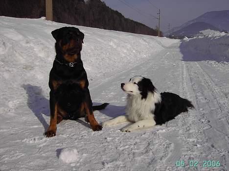 Rottweiler Tucker - uhh....Hvor er han bare stor billede 19