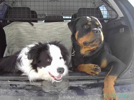Rottweiler Tucker - Tucker og Lucker klar til køretur Farveeel billede 20