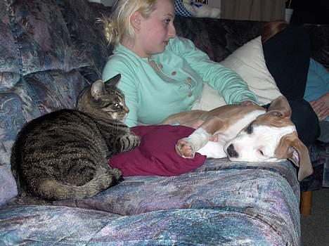 Amerikansk staffordshire terrier o0$chevy$0o hey hey alle  - MIg og min lege kammerart der sku sove.. smiler billede 7