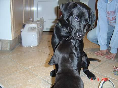 Labrador retriever baloo - dagen vi fik monty.. baloo ser lidt mistoisk ud billede 7