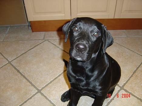 Labrador retriever baloo - er jeg ikke sød? billede 8