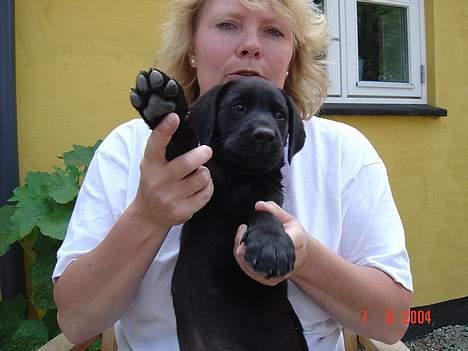 Labrador retriever monty - dav :) billede 9