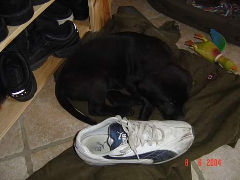 Labrador retriever monty - han var sku ikke så stor der  billede 10