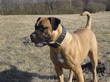 Blanding af racer Tøsen - lidt mere sol slikkeri billede 14