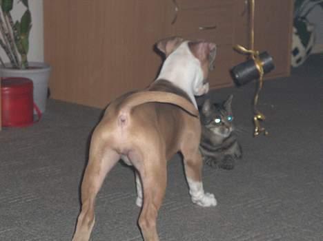 Amerikansk staffordshire terrier o0$chevy$0o hey hey alle  - mig og Felix der leger billede 8