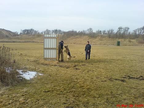 Schæferhund Zincks Gimmi billede 14