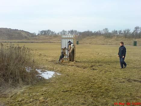 Schæferhund Zincks Gimmi billede 15