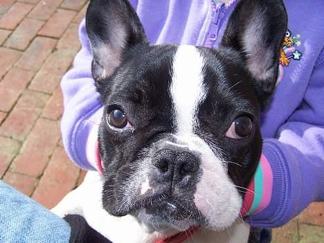 Fransk bulldog Freja - Hej mor. billede 10