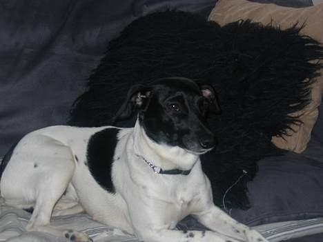 Dansk svensk gaardhund Nanna - Hyggeligt at ligge og se håndbold med far og farfar billede 6