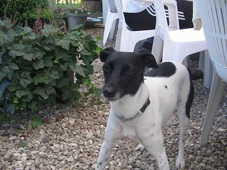 Dansk svensk gaardhund Nanna - Hvor skal jeg mon gå hen, den ene vej,, skrigene unger, den anden vej,, blitzene kameraer.. billede 7