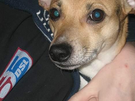 Dansk svensk gaardhund Molly - Dejlig våd snude. Jeg har lige slikket mig om munden :P billede 8